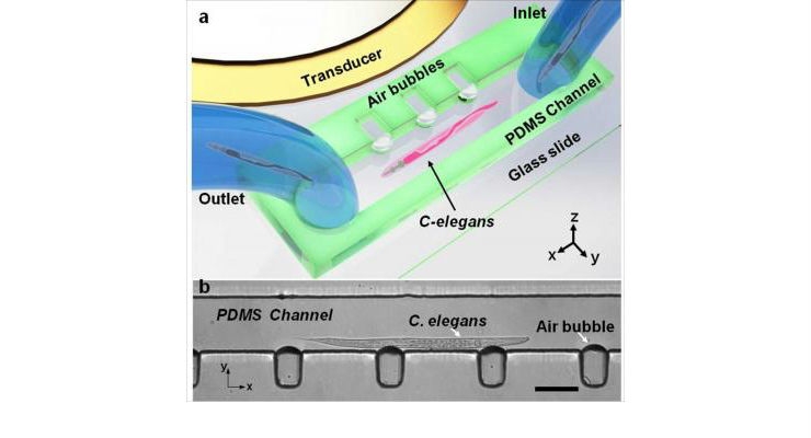 Microfluidic Devices Gently Rotate Small Organisms and Cells 