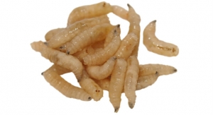 Modified Maggots Could Help Human Wound Healing 