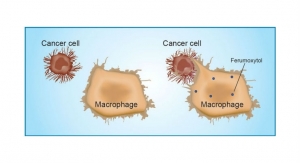 Iron Nanoparticles Make Immune Cells Attack Cancer