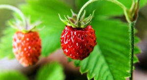Strawberries: A Standout Superfruit