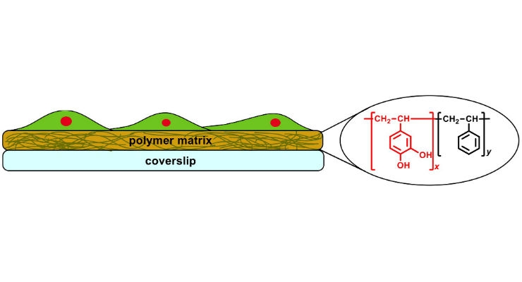 Mussel-Mimicking Adhesive Polymer Could Replace Sutures