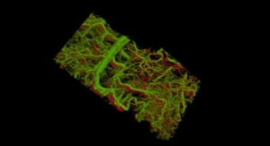 Scientists View Cells and Tissues Under the Skin in 3D