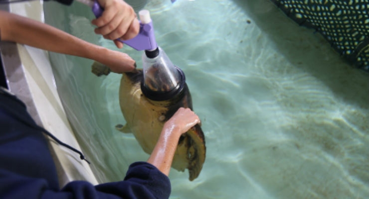 ndd Medical’s Spirometers Used to Study and Treat Endangered Sea Turtles