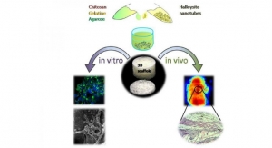 Clay Nanotube-Biopolymer Composite Scaffolds for Tissue Engineering 