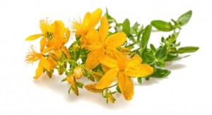 Industry Collaborates on Adulterated St. John’s Wort Investigation