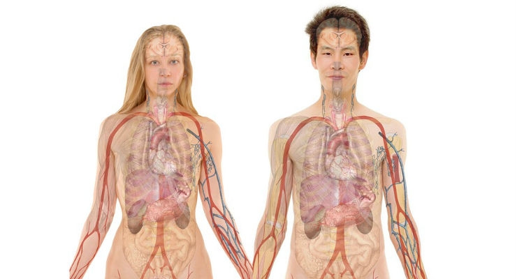 3D Models Bring Patient Anatomy Back to Real World