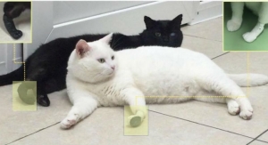 Bioactively Coated Implants Get Cats Back on Their Feet