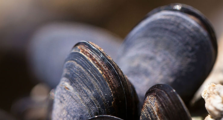 Mussels Add Muscle to Biocompatible Fibers