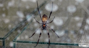 Repairing Damaged Nerves and Tissue with Spider Threads