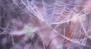 Cardiac Muscle Tissue Made of Spider Silk