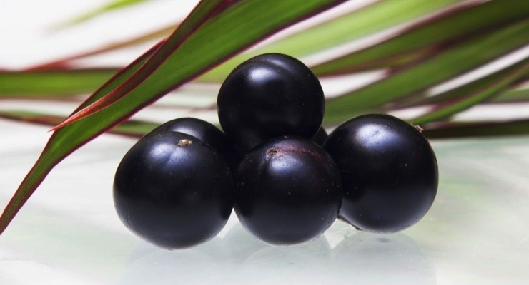 Organic Acai Berry Now Available from Natural Sourcing