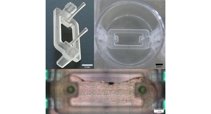 Novel Microplate 3D Bioprinting Platform Enables Muscle & Tendon Tissue Engineering