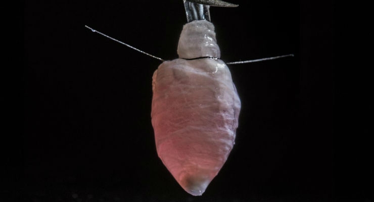 3D Human Heart Ventricle Model Beats and Survives Months in the Lab