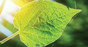 Improving photosynthesis