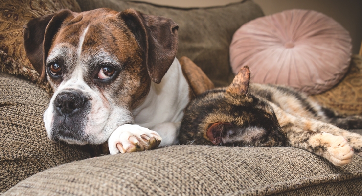 Aging Cats & Dogs Drive Market for Functional Pet Foods