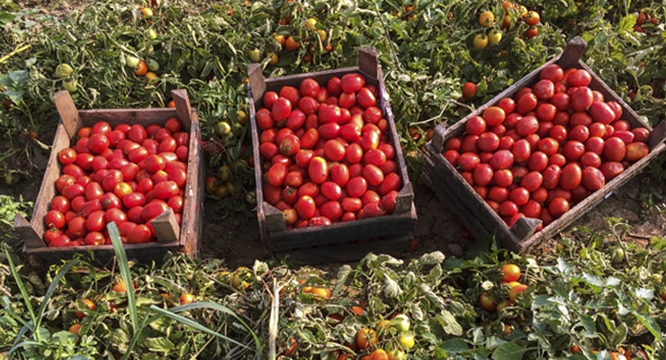 Lycored’s Tomato Extract Achieves Non-GMO Project Verification
