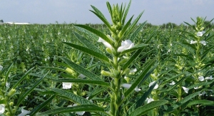 Equinom Introduces Patented, Shatter-Resistant Sesame Seed