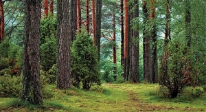 BillerudKorsnäs Scores an A for Protecting Forests