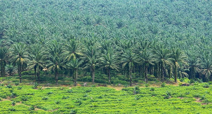 Partners Unite for Indonesian Sustainable Palm Project