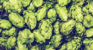 Synergy Flavors Introduces Authentic Hop Essences for Beverage Applications 
