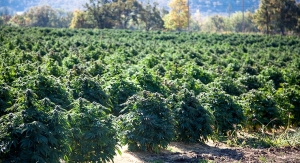Layn Invests in U.S. CBD Production