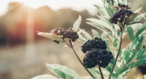 INS Farms Launches Elder Pure Elderberry