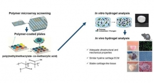 New Hydrogel Could Help Regenerate Cartilage