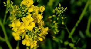 DSM and Avril Collaborate on Plant-Based Protein from Non-GMO Canola