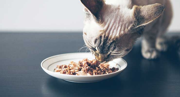 Happy Pets, Happy Consumers: Developing On-Trend Pet Nutrition Products