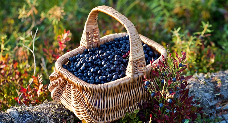 INS Farms to Distribute Range of Berry Ingredients in North America