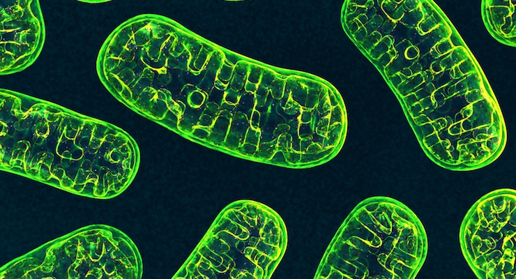 Discovery of New Mitochondrial Protein May Be Clue for Disease Treatment 