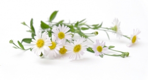 American Herbal Pharmacopoeia Collaborating with Tehran University on Chamomile Literature