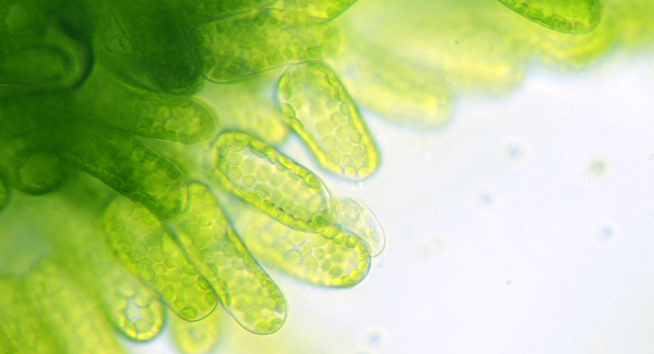 Algae Supplement Shown to Beneficially Improve Obesity Factor in Mice 