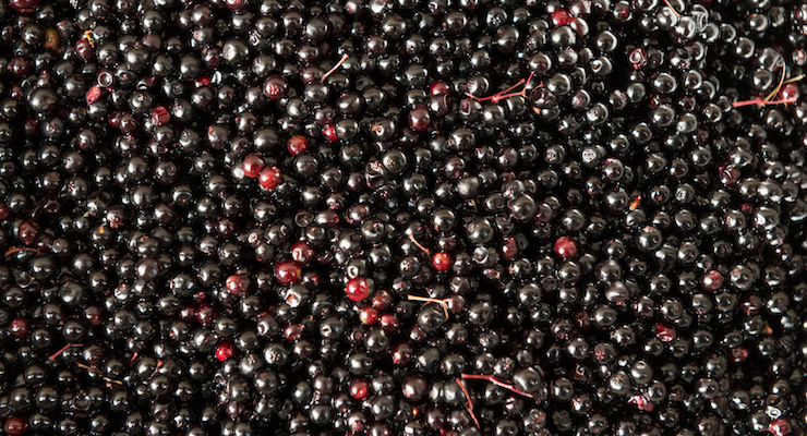 Eevia Health Oy to Increase Elderberry Extract Production 