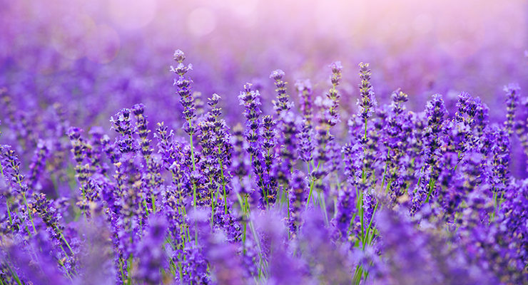 Symrise Research Will Lift Lavender