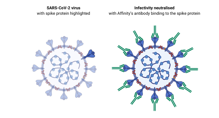 Affinity Discovers SARS-CoV-2 Antibodies