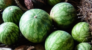 Organic Kalahari Melon Oil Arrives at Praan Naturals