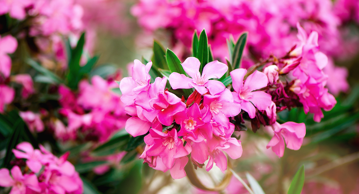 ABC, AHPA Warn Against Home Remedies Containing Highly-Toxic Oleander
