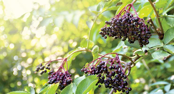 Black Elderberry: A New Age of Science & Quality
