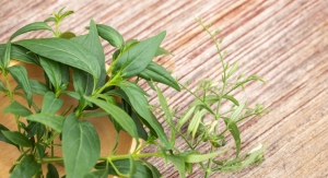Natural Remedies Adopts Andrographis through ABC’s Adopt-an-Herb Program 