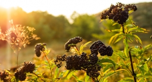 Nature’s Way Launches New Line of Elderberry Products  