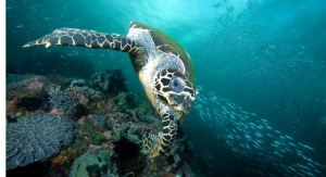 Mary Kay Helps Sea Turtles, Sustainable Eco-Tourism