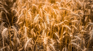 EverGrain Introduces Sustainable Barley Ingredients 