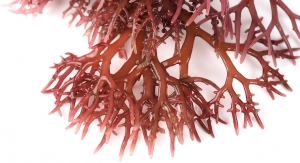 In Vitro Study of Red Seaweed Identifies Potentially Beneficial Compounds 