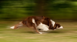 Hyaluronic Acid Ingredient Shows Efficacy for Joint Health in Dogs 