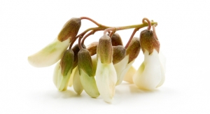 Layn Natural Ingredients Adopts Sophora Japonica Through ABC’s Adopt-an-Herb Program 