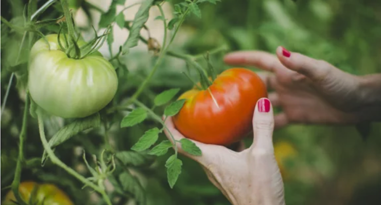 Tomato Extract Evidenced to Offer Skin Protection 