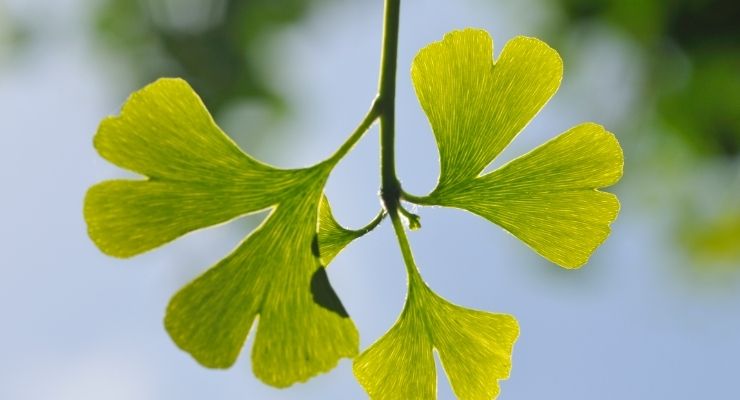 Authenticating Ginkgo Biloba Leaf Extract: Lab Guidance Document Reviews Analytical Methods