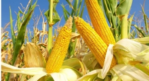 Corn Mays Extract Linked to Sleep Quality Benefits 