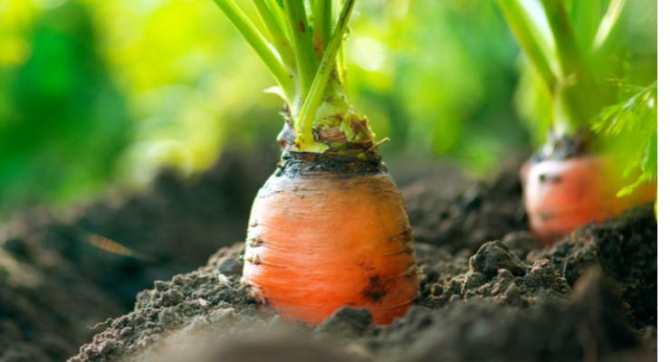 NutriLeads Launches Organic Version of BeniCaros Ingredient 